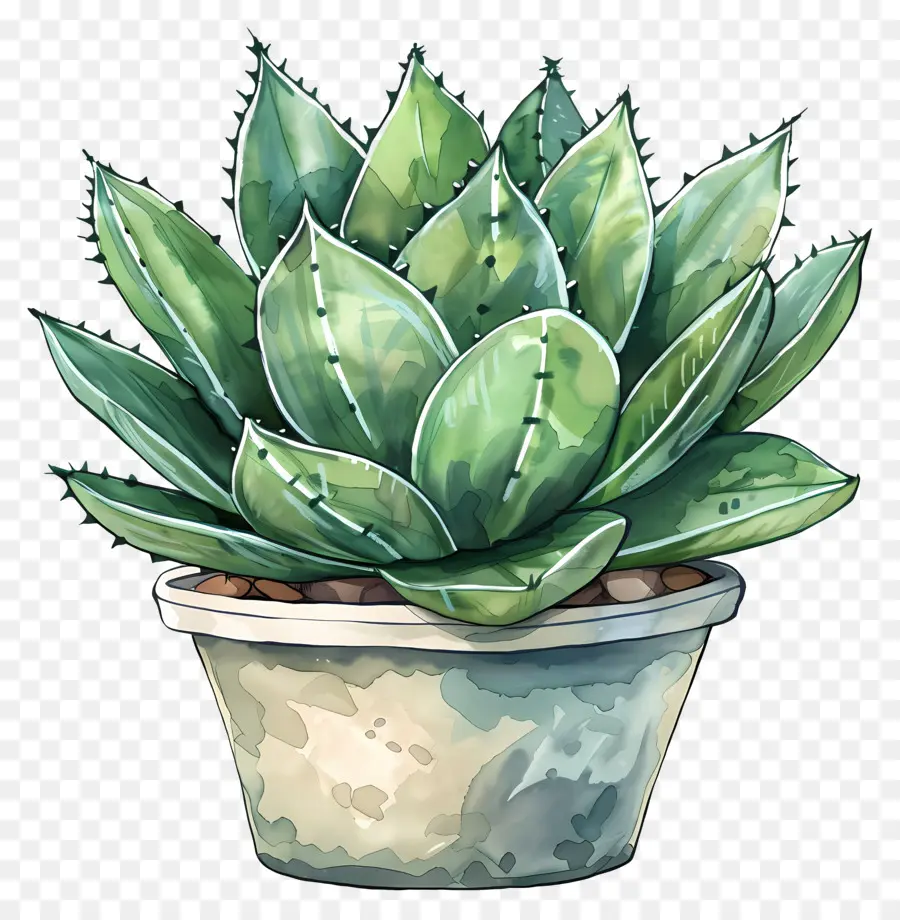 Cactus Suculento，Acuarela De La Planta PNG