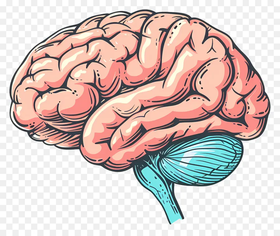 Cerebro，El Cerebro Humano PNG