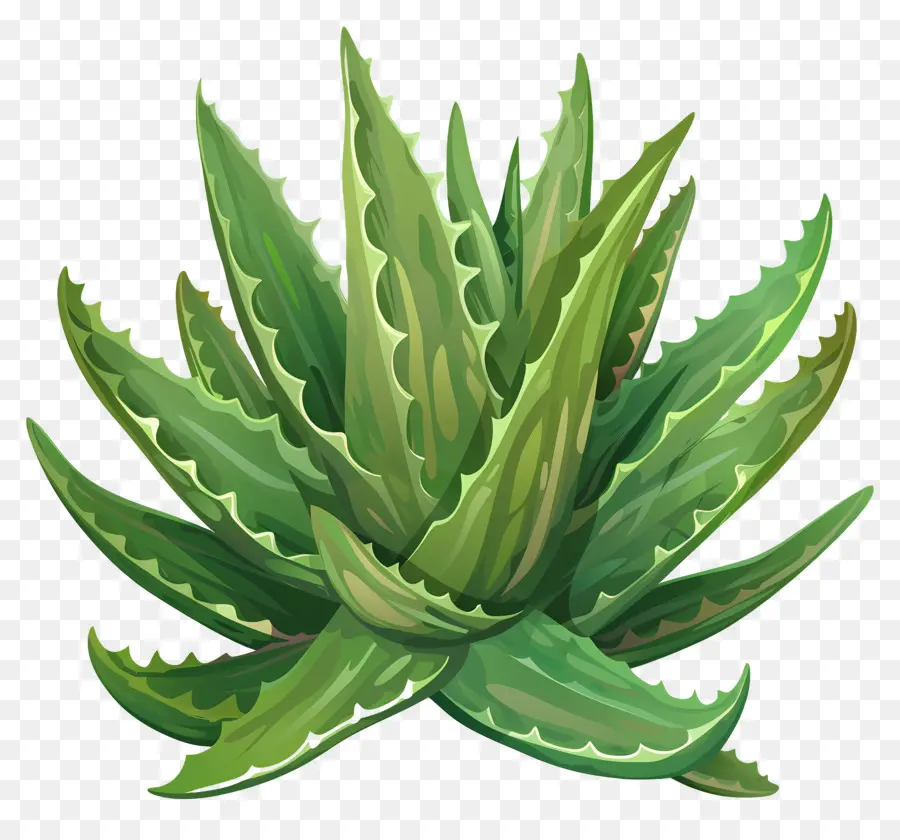 Aloe Vera，Planta Suculenta PNG