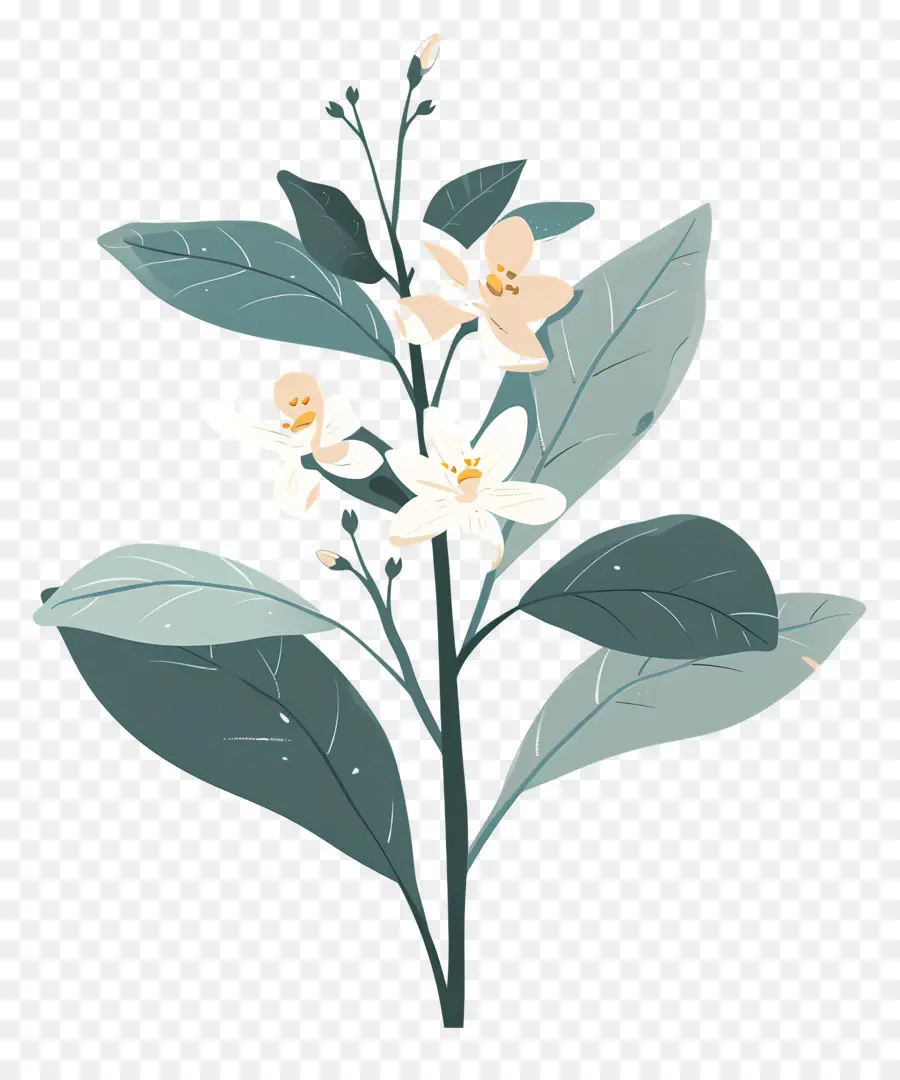 Flor De Jazmín，Flor Blanca PNG