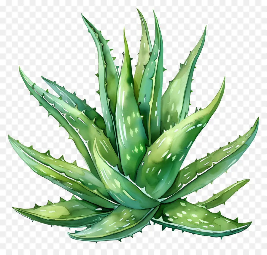 Aloe Vera，Planta PNG