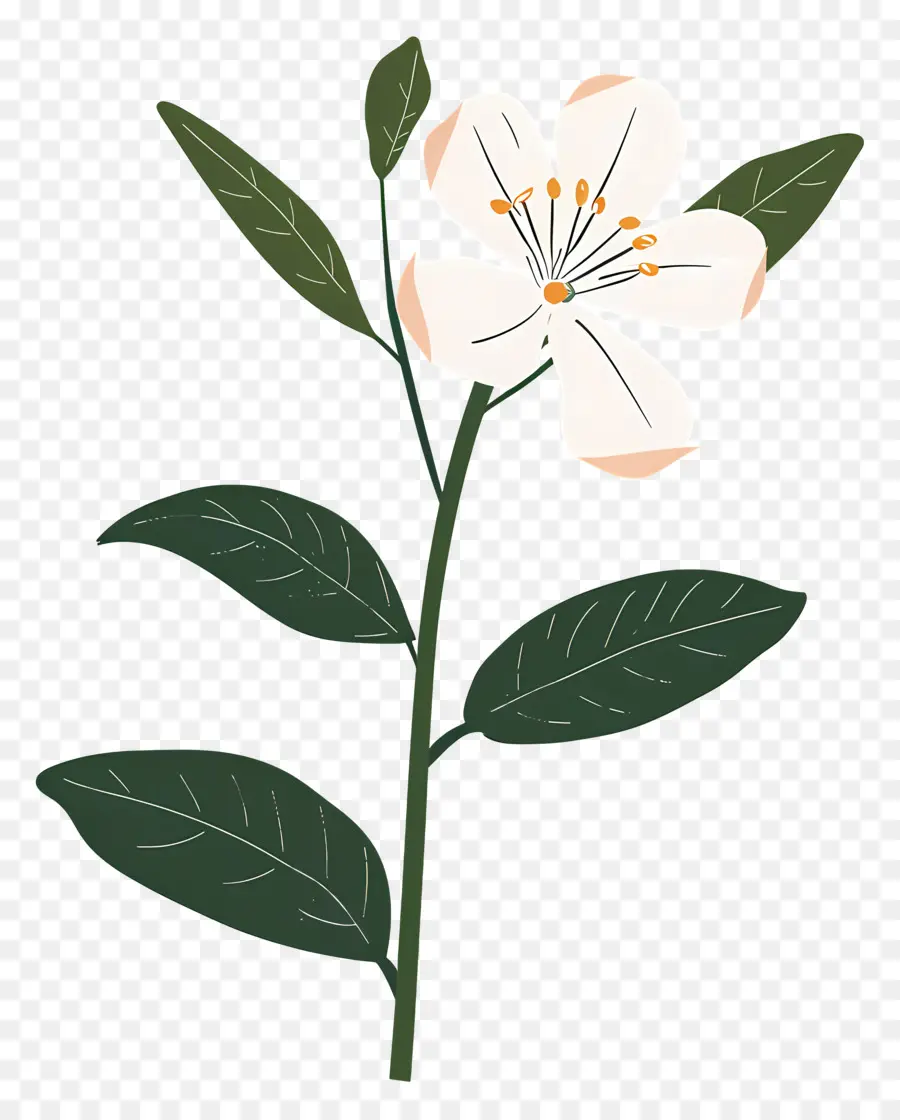 Flor De Jazmín，Flor Blanca PNG