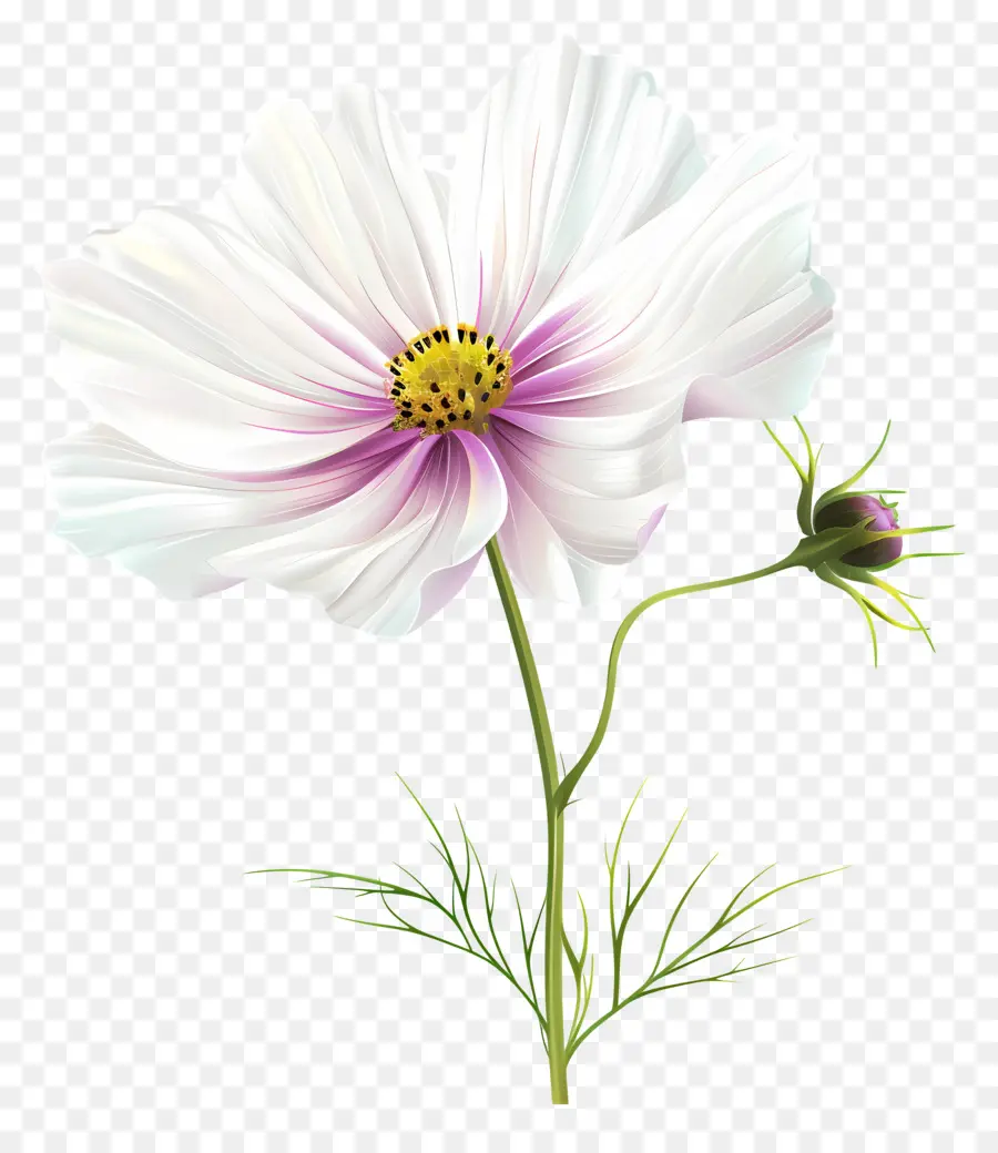 Cosmos Flor，Flor Blanca PNG