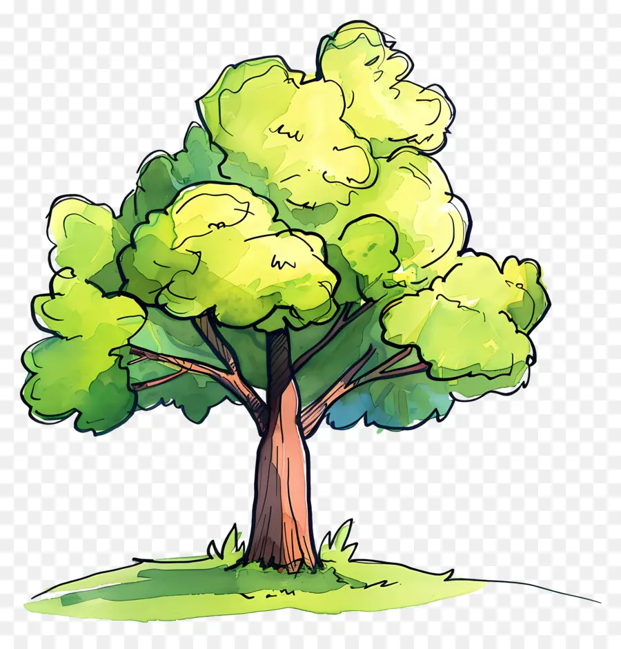 árbol Del Parque，Árbol PNG