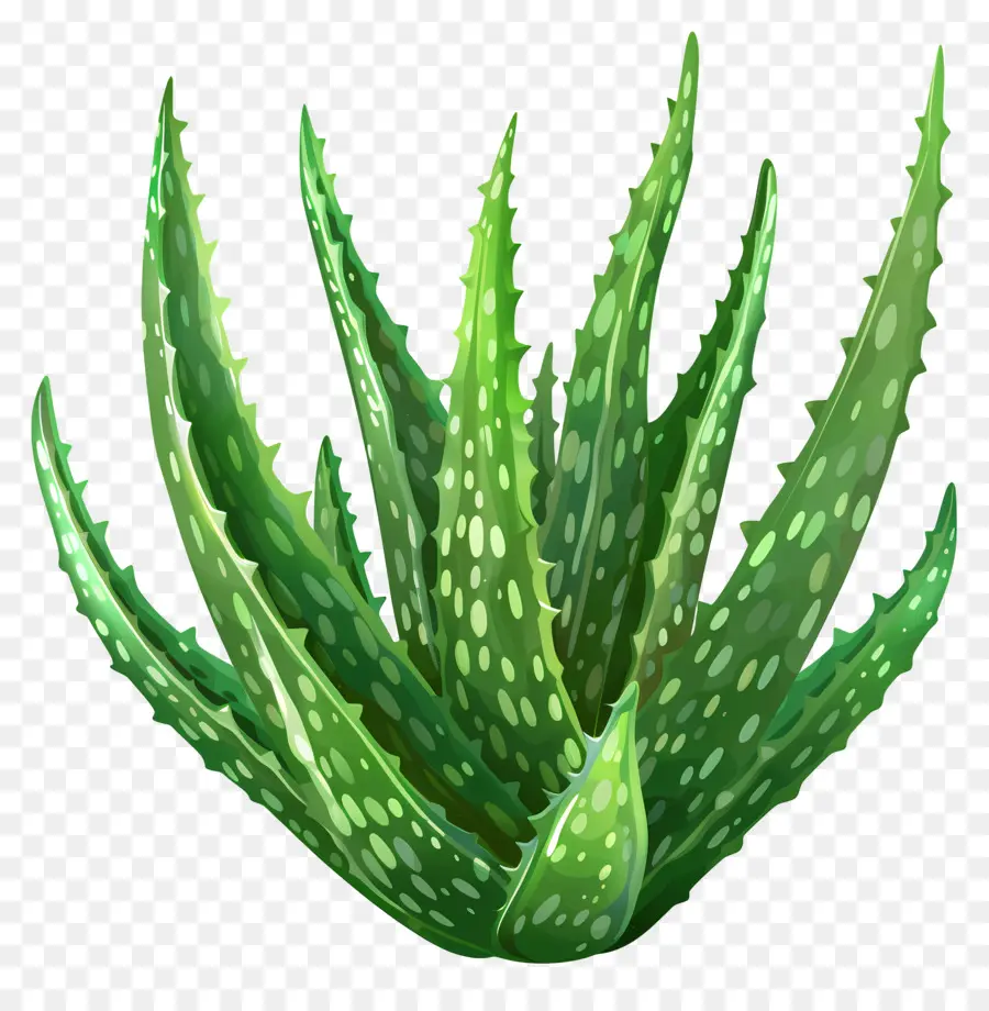 Aloe Vera，El Aloe Vera Plant PNG