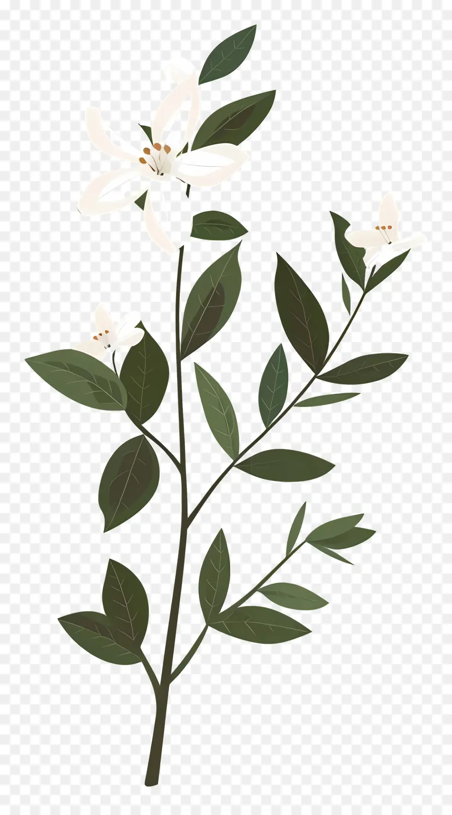 Flor De Jazmín，Flor Blanca PNG