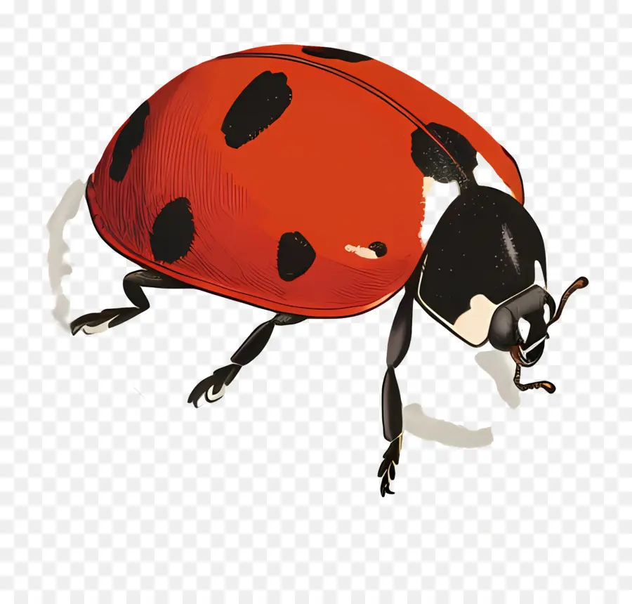 Ladybug，Los Insectos PNG