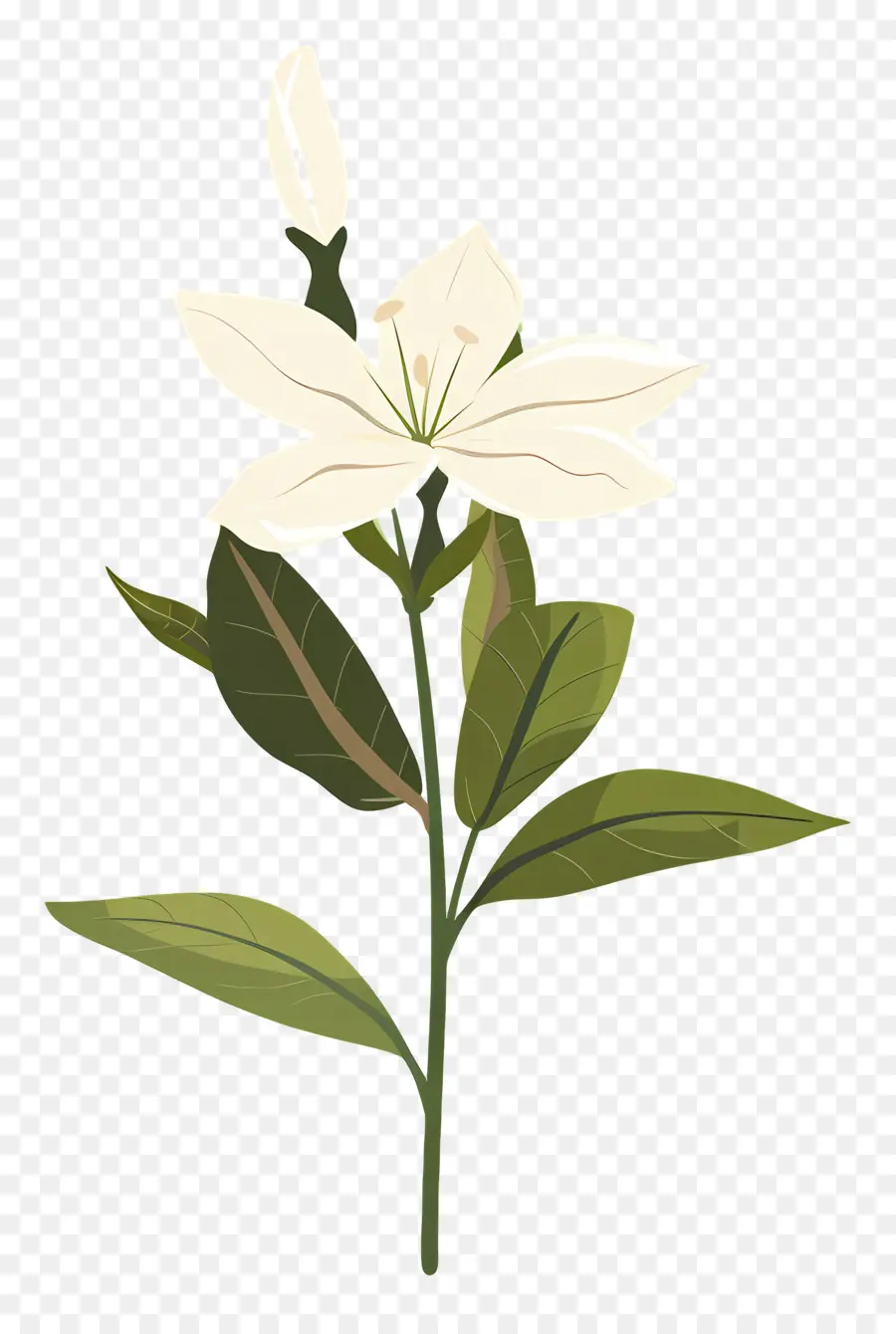 Flor De Jazmín，Flor Blanca PNG