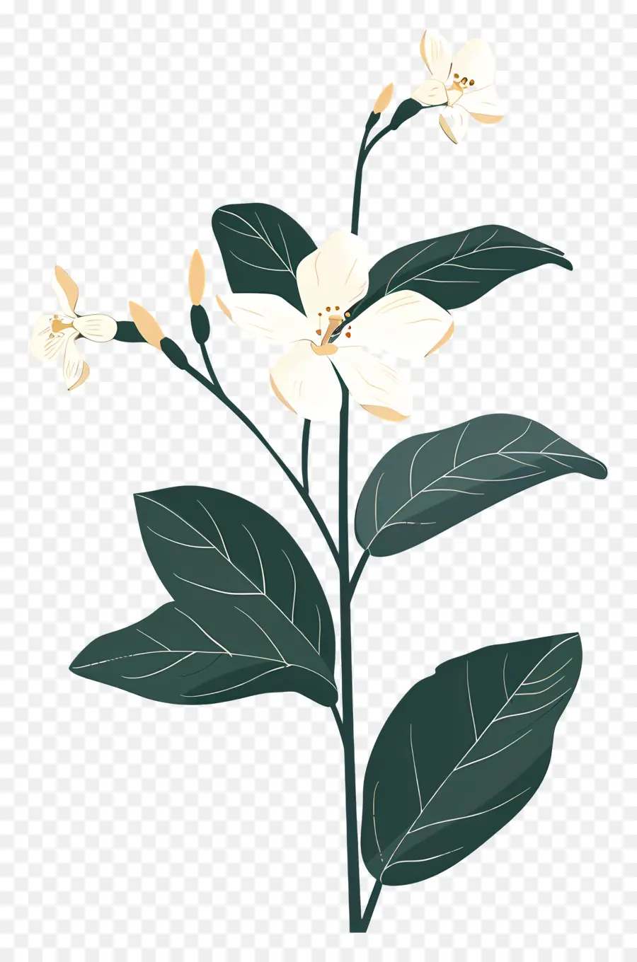 Flor De Jazmín，Flor Blanca PNG