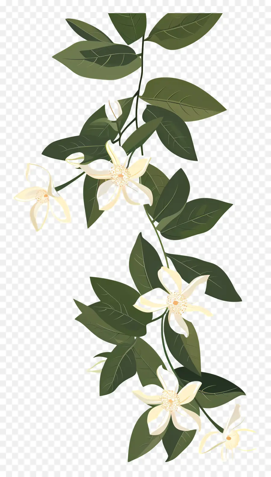 Jazmín Garland，Flor Blanca PNG