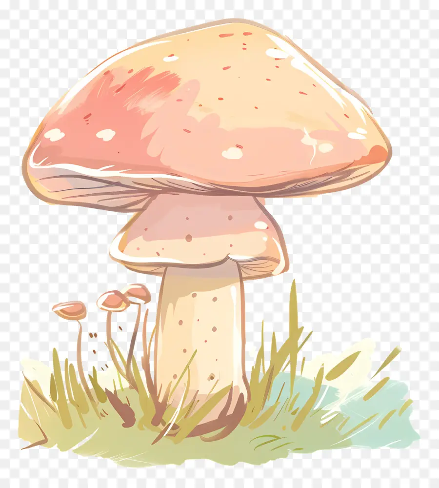 Hongo Boletus，Seta PNG