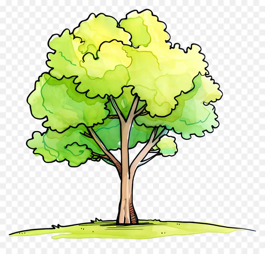 árbol Del Parque，Árbol PNG