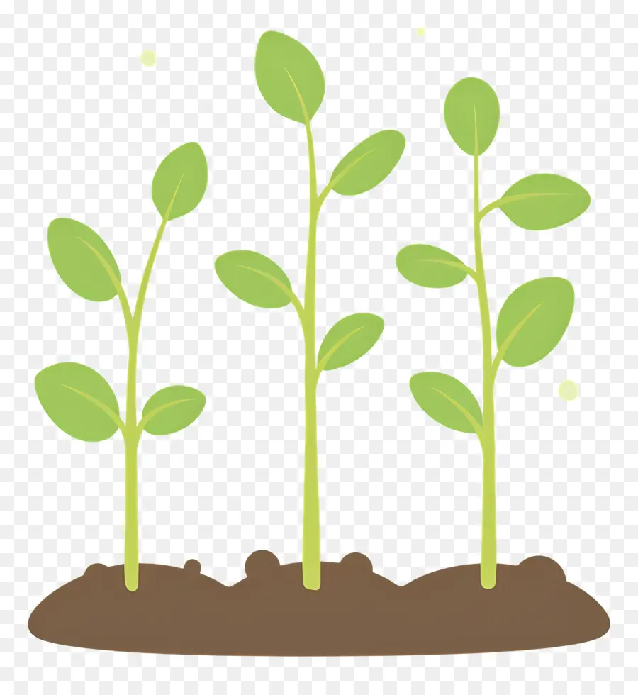 Sprouts En Crecimiento，Planta PNG