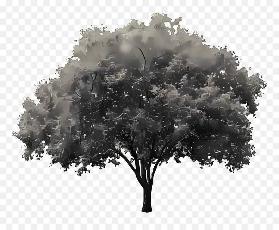 árbol Del Parque，Árbol PNG