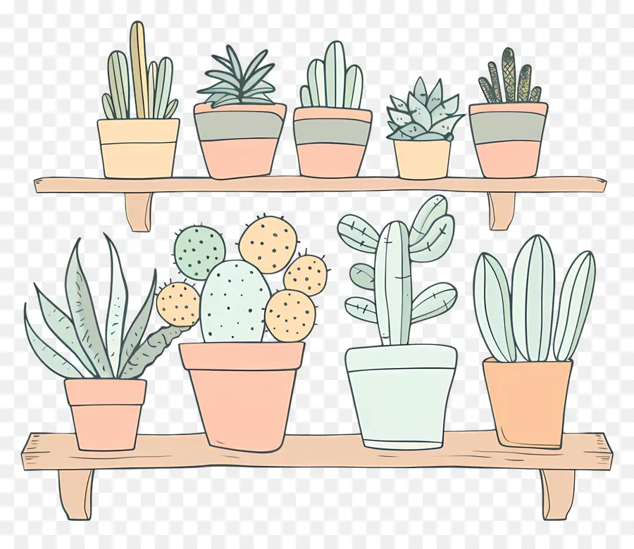 Plantas En El Estante，Cacti PNG