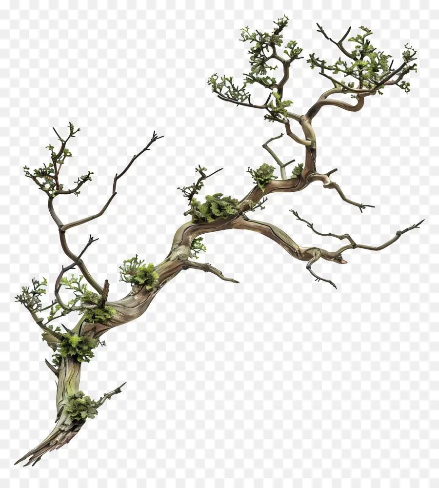 Rama，Rama De árbol PNG