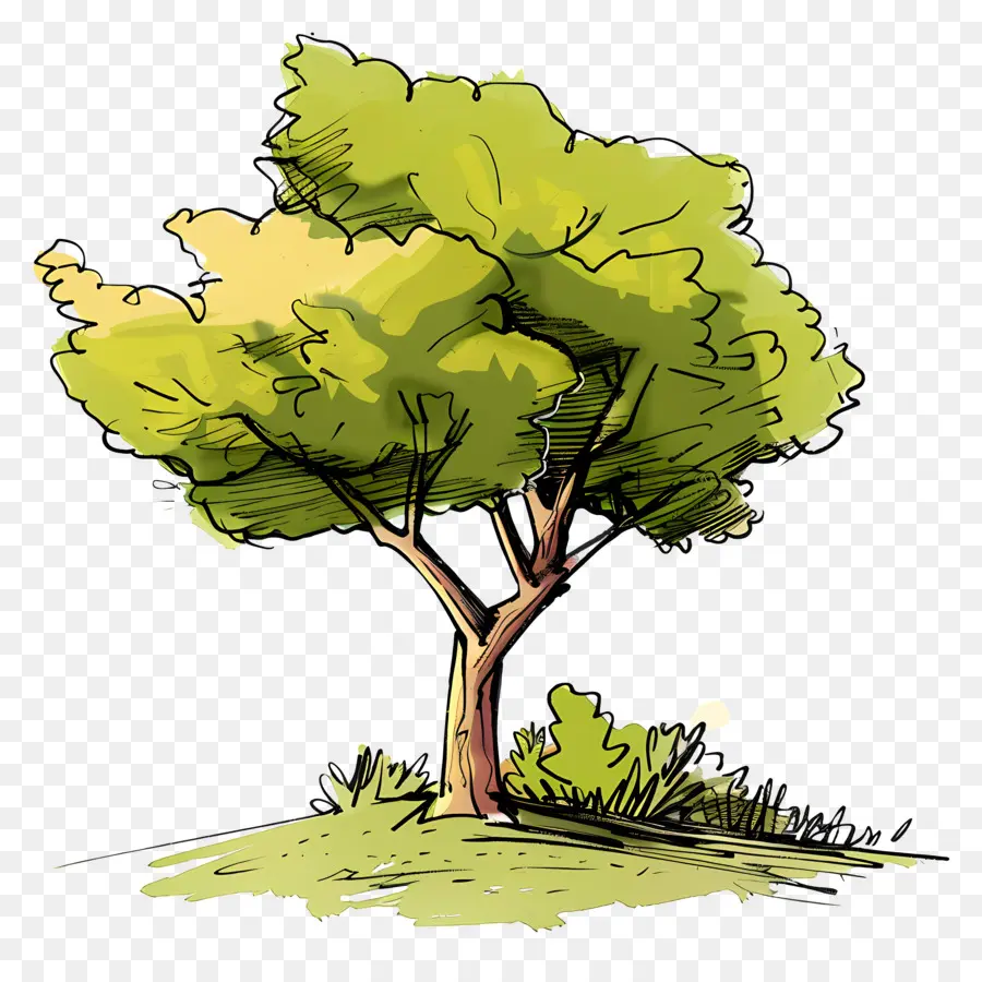 árbol Del Parque，Árbol PNG