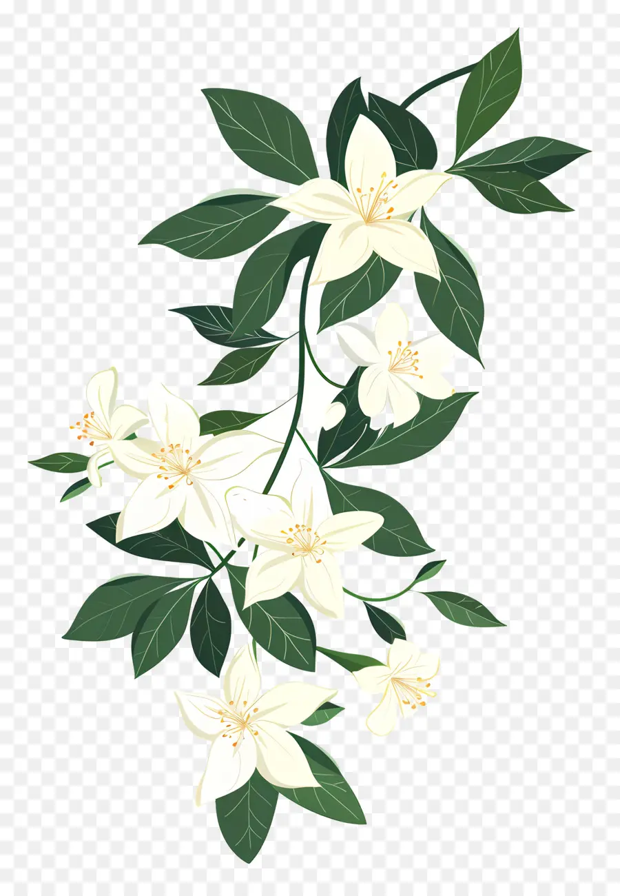 Jazmín Garland，Flor Blanca PNG