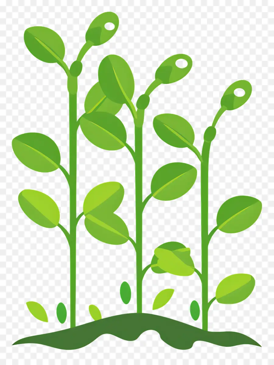 Sprouts En Crecimiento，Las Plantas Verdes PNG