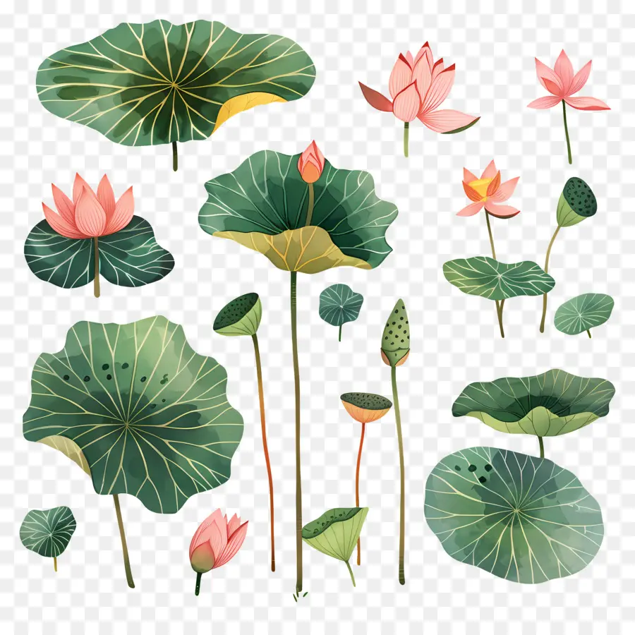 Lotus，Los Lirios De Agua PNG