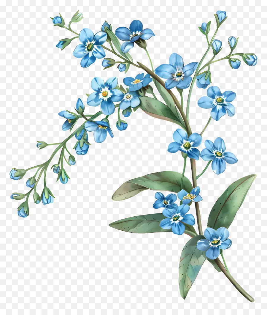 Flores De Color Azul，Forgetmenot PNG