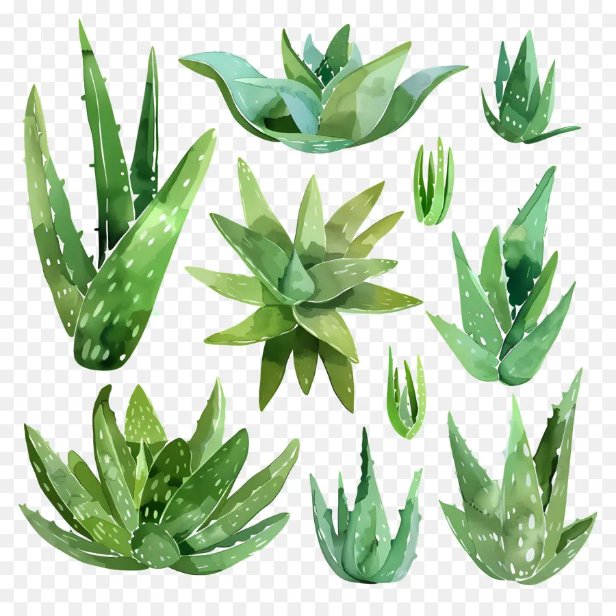 Aloe Vera，Condiciones De La Piel PNG