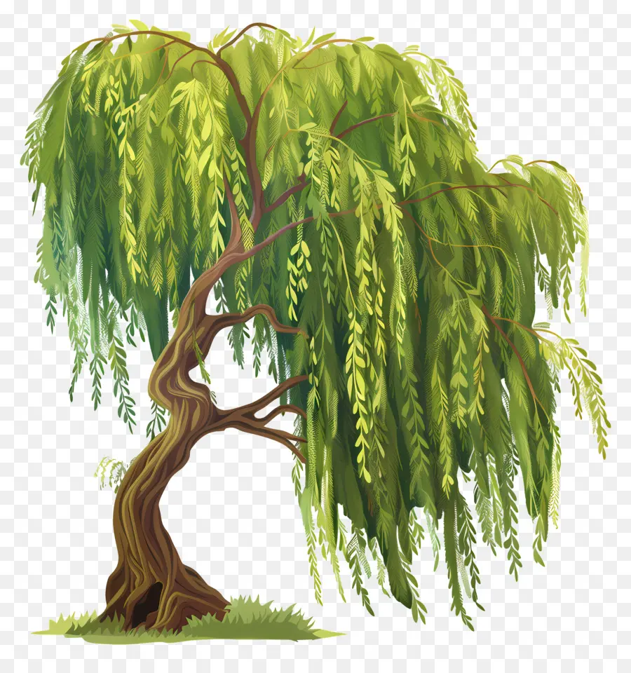 árbol De Sauce，Dosel PNG