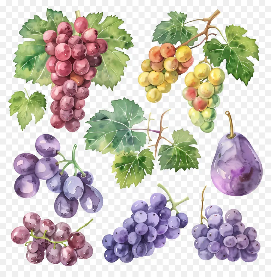 Las Uvas，Uvas De Acuarela PNG