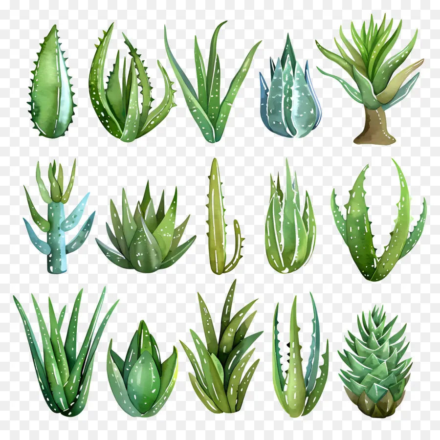 Aloe Vera，Suculentas PNG