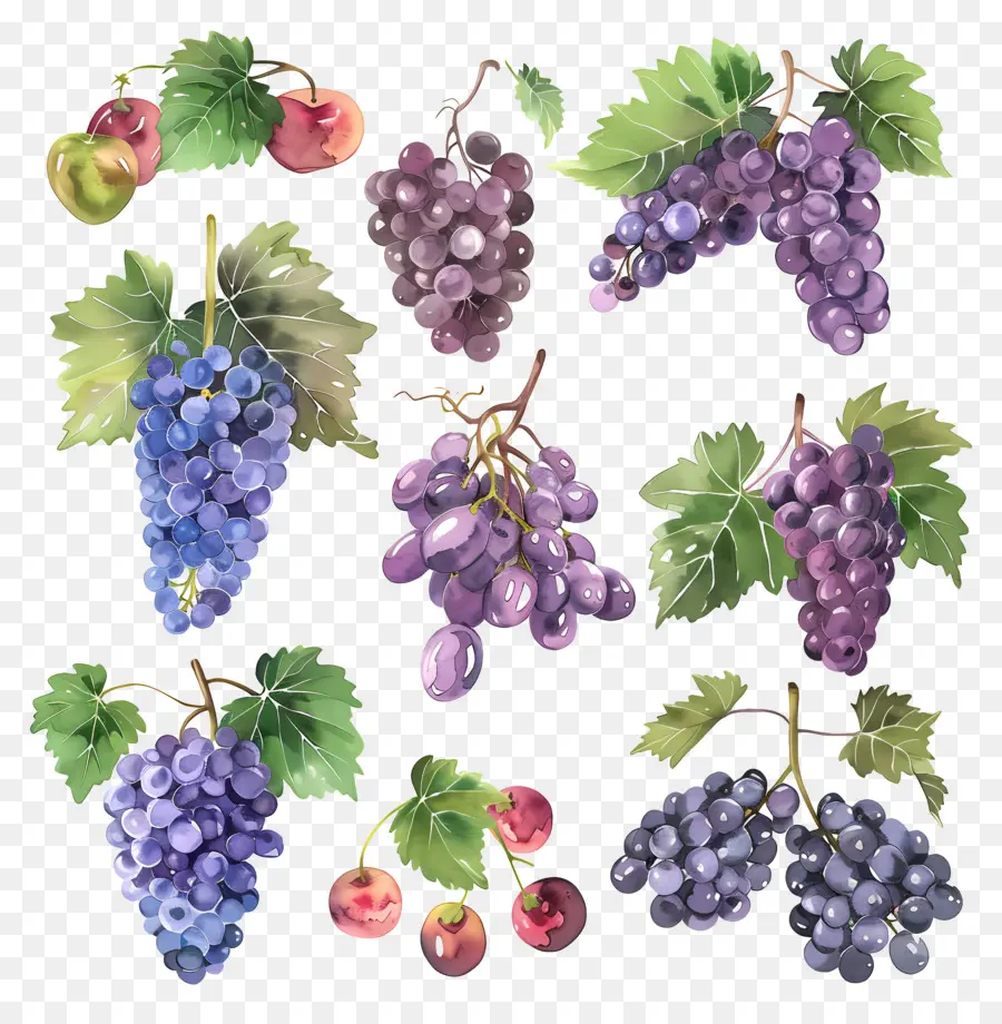 Las Uvas，Pintura A La Acuarela PNG