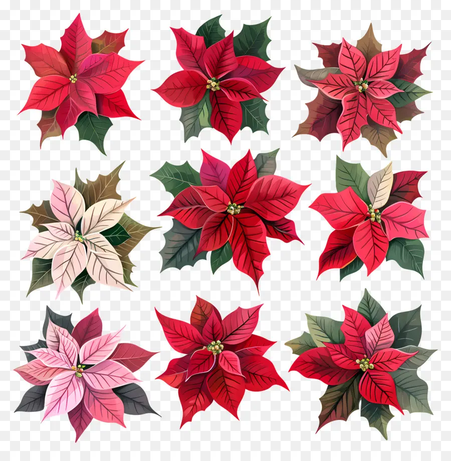 La Flor De Pascua，Poinsettias PNG