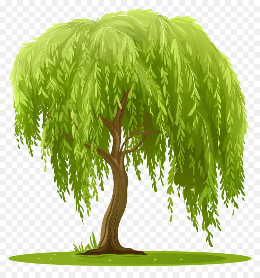 árbol De Sauce，Hojas Verdes PNG