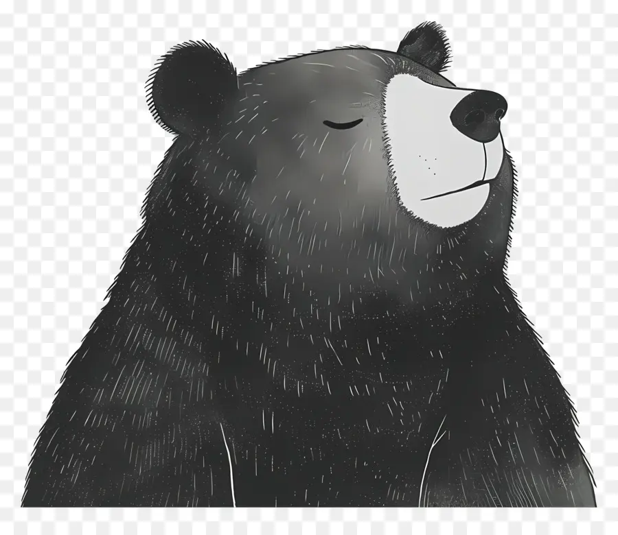 Cartoon Bear，Ilustración Del Oso PNG