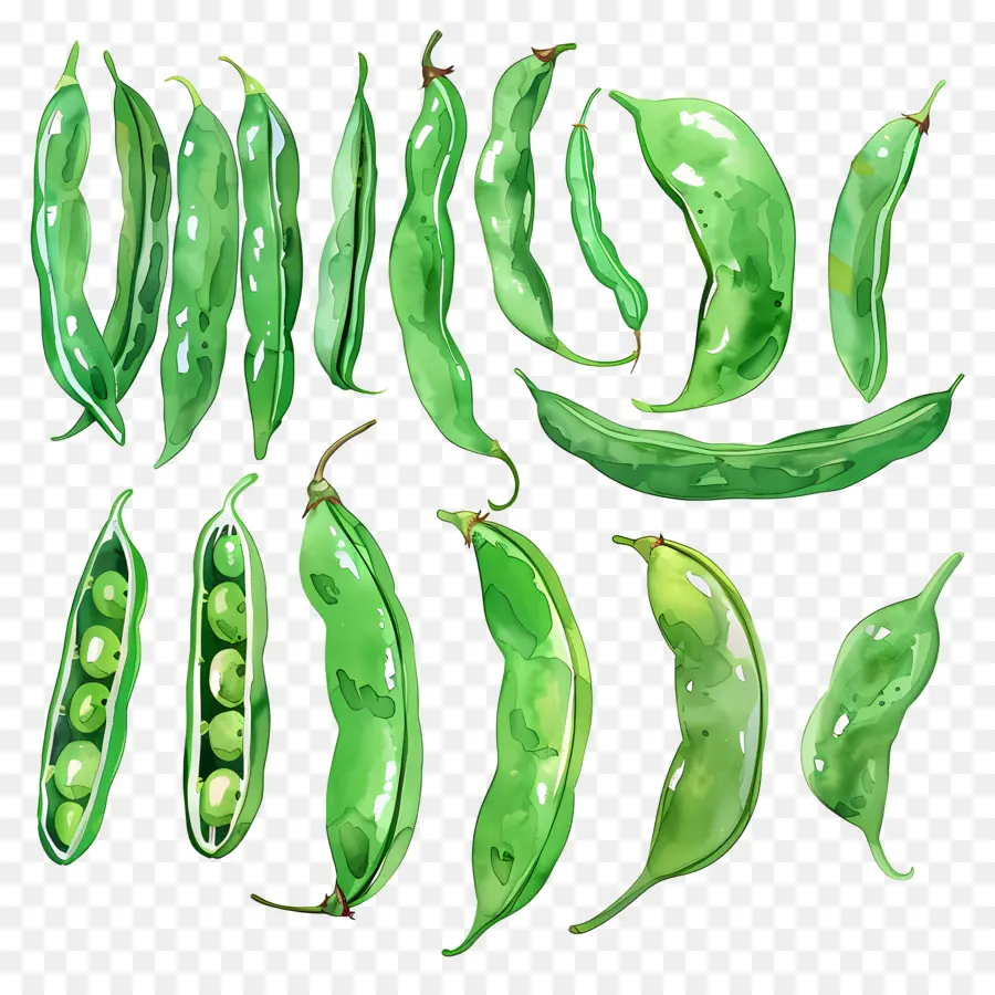 Judías Verdes，Guisantes Verdes PNG