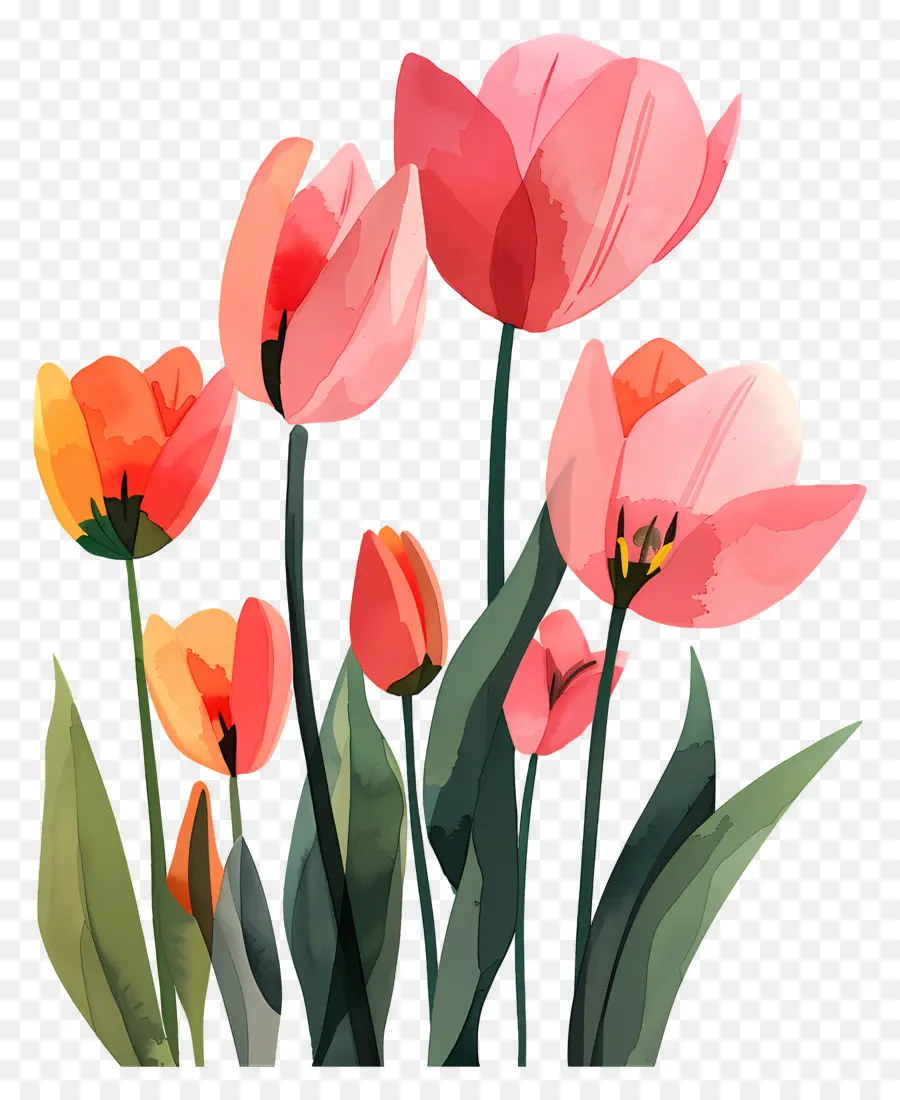 Los Tulipanes，Tulipanes Rosados PNG