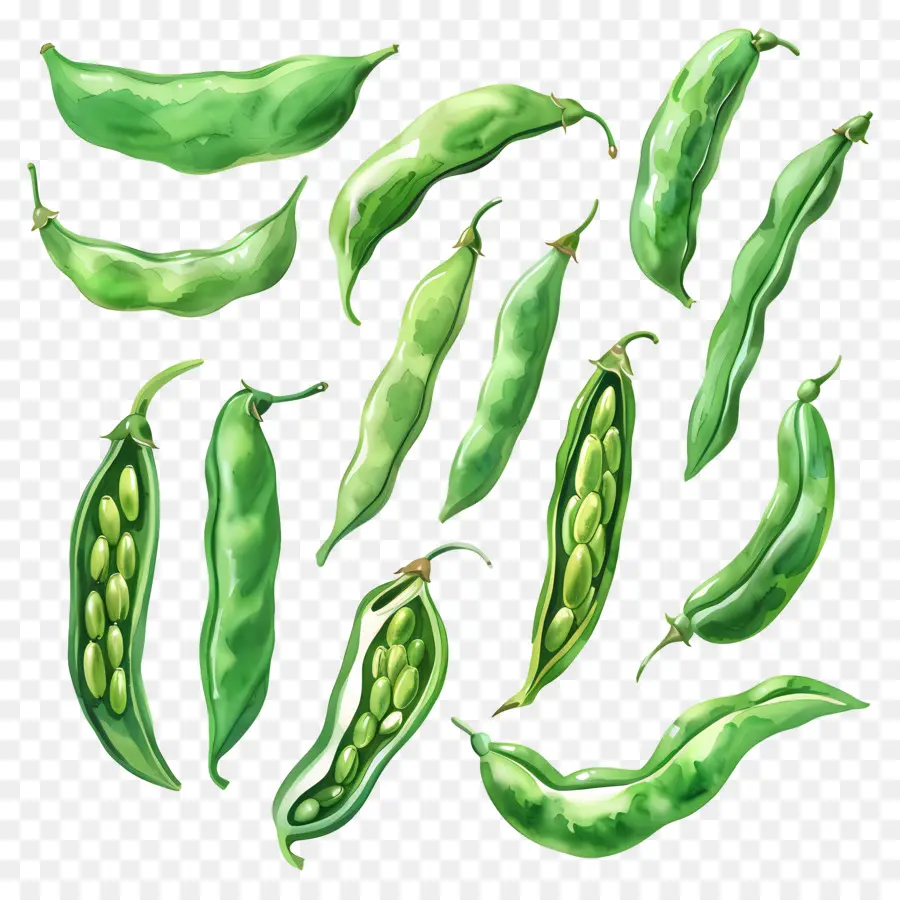 Judías Verdes，Guisantes Verdes PNG