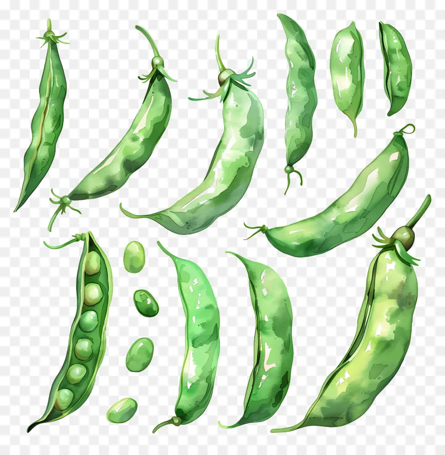 Judías Verdes，Peas PNG