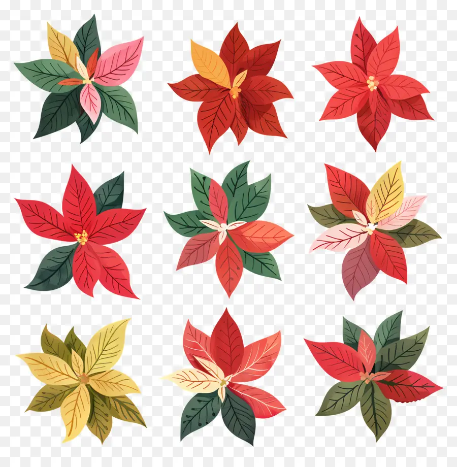 La Flor De Pascua，Poinsettias PNG