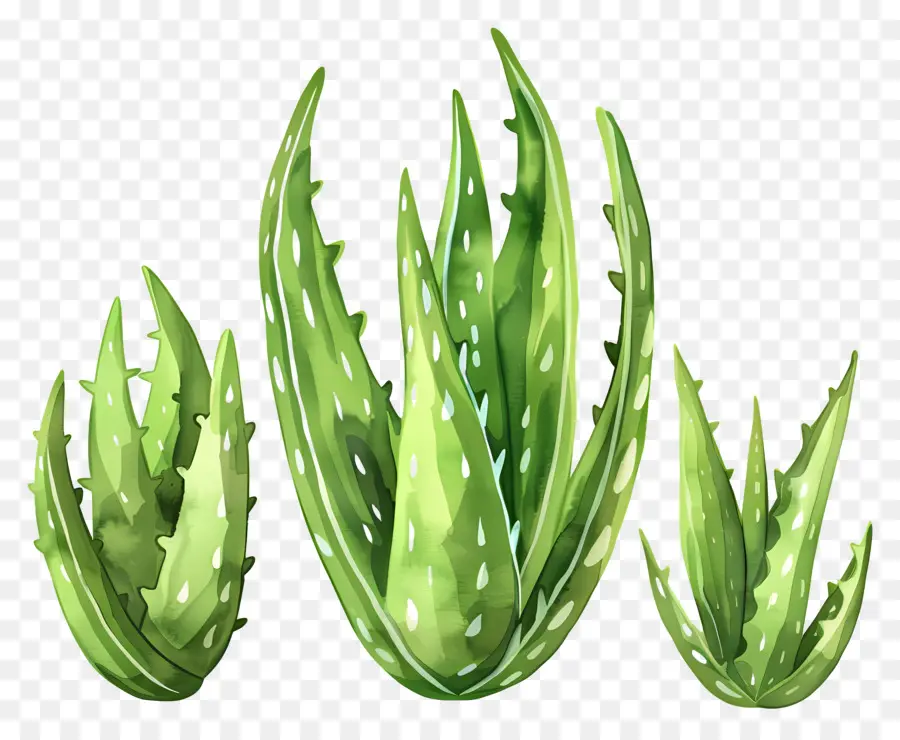 Aloe Vera，El Aloe Vera Plant PNG