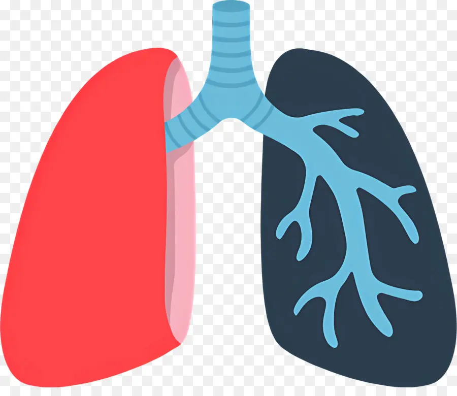 Pulmón，Anatomía Pulmonar Humana PNG