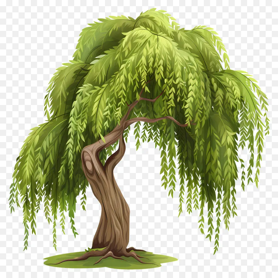 árbol De Sauce，Árbol De Sauce Llorón PNG