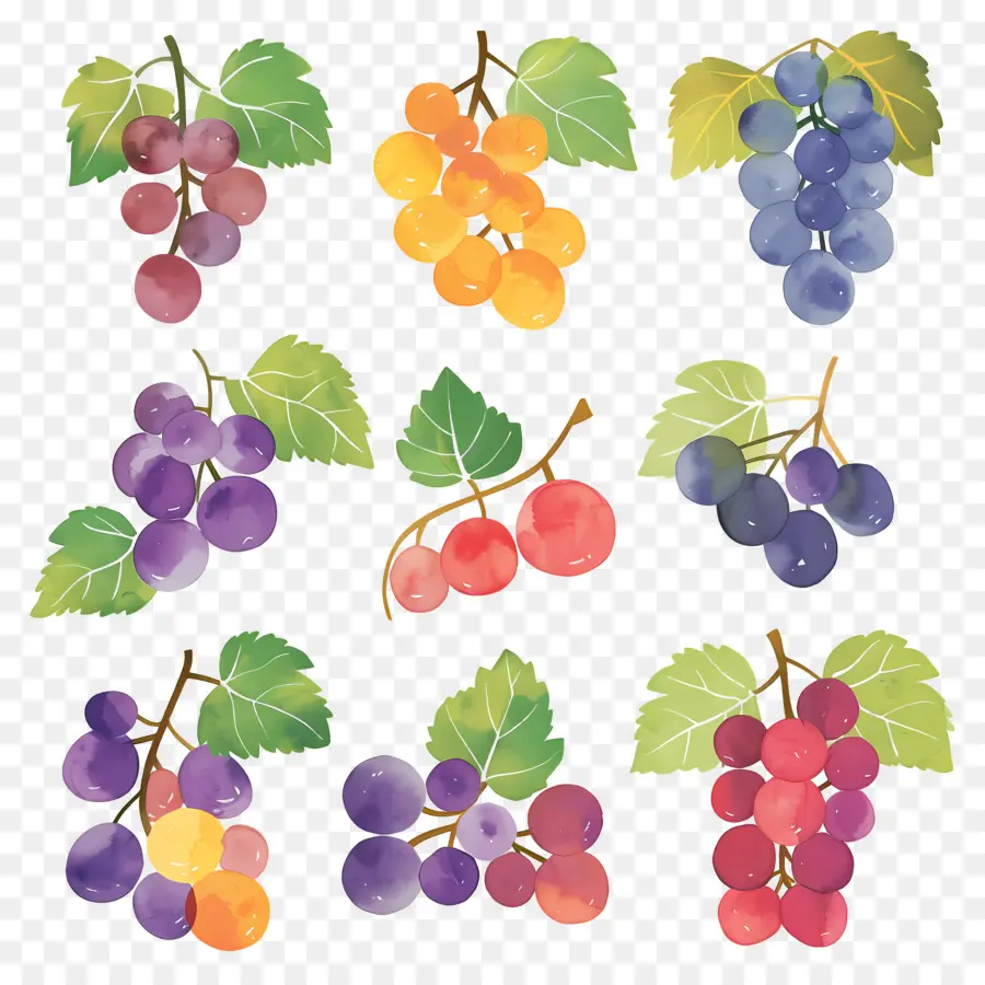 Las Uvas，Pinturas Acuarela PNG