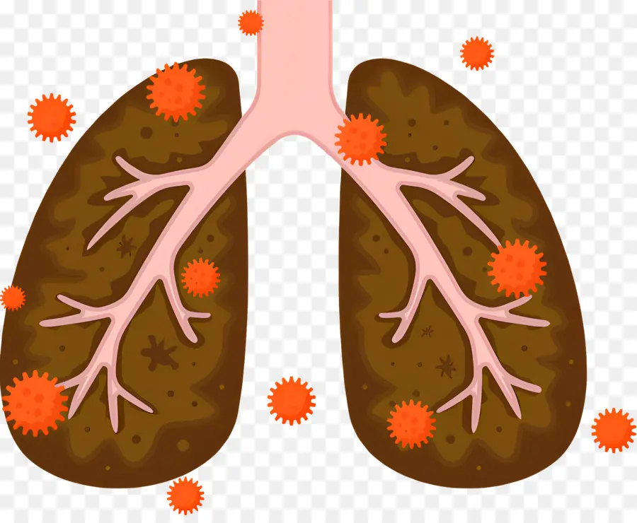 Pulmón，Sistema Respiratorio PNG