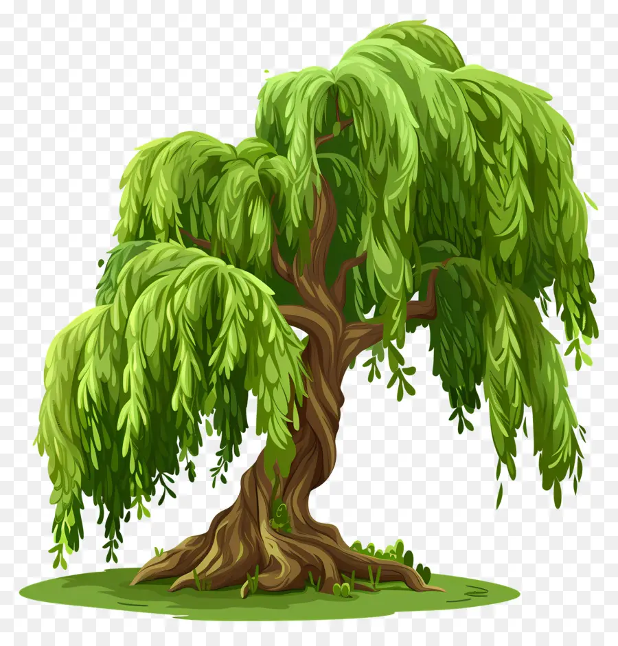 árbol De Sauce，Hojas Verdes PNG