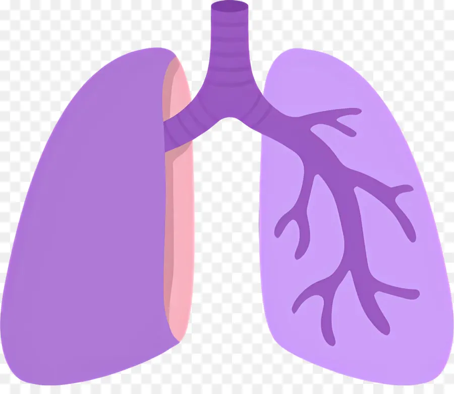 Pulmón，Anatomía Pulmonar Humana PNG