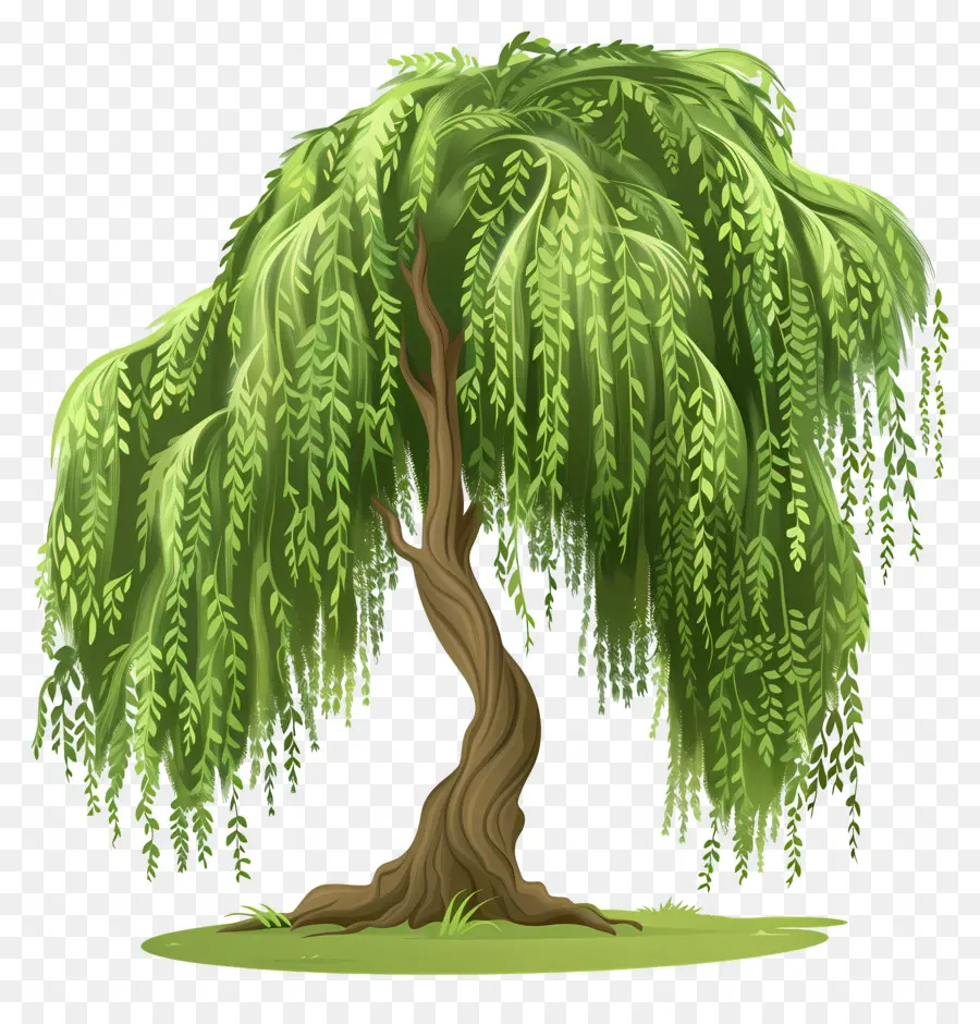 árbol De Sauce，Ramas Verdes PNG