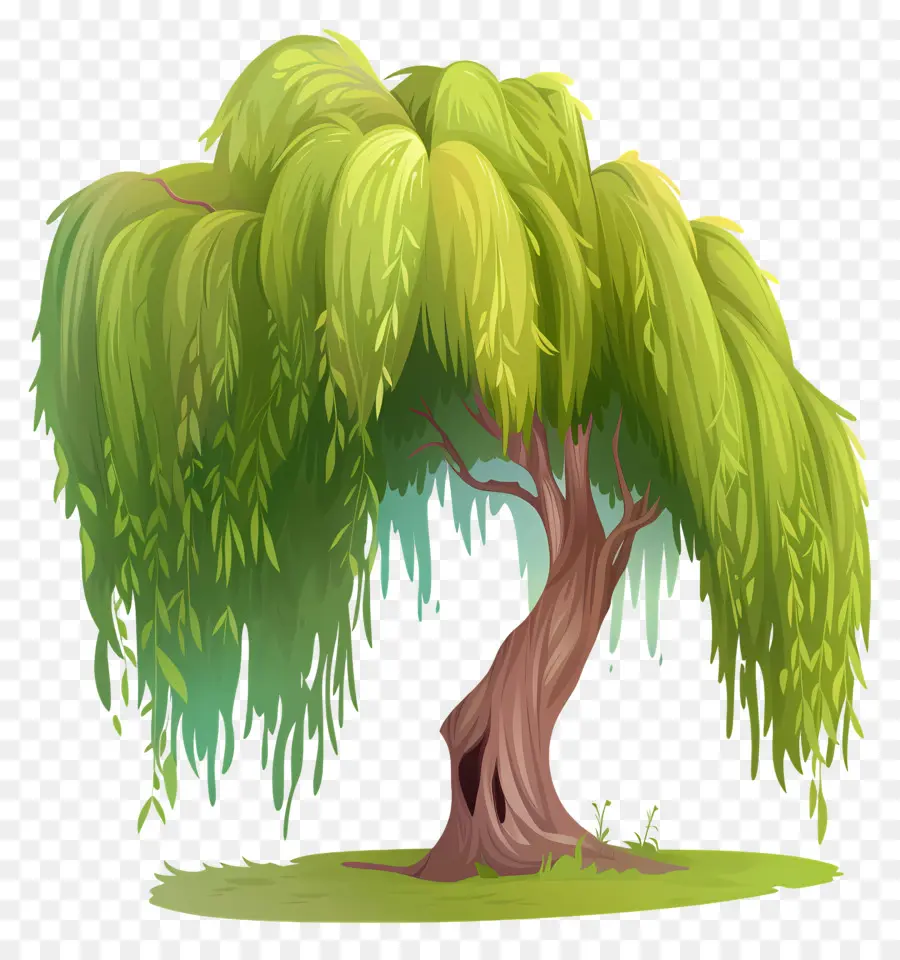 árbol De Sauce，Árbol De Sauce Llorón PNG