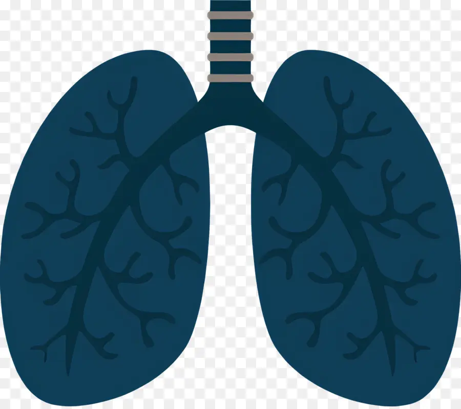 Pulmón，Anatomía Pulmonar Humana PNG