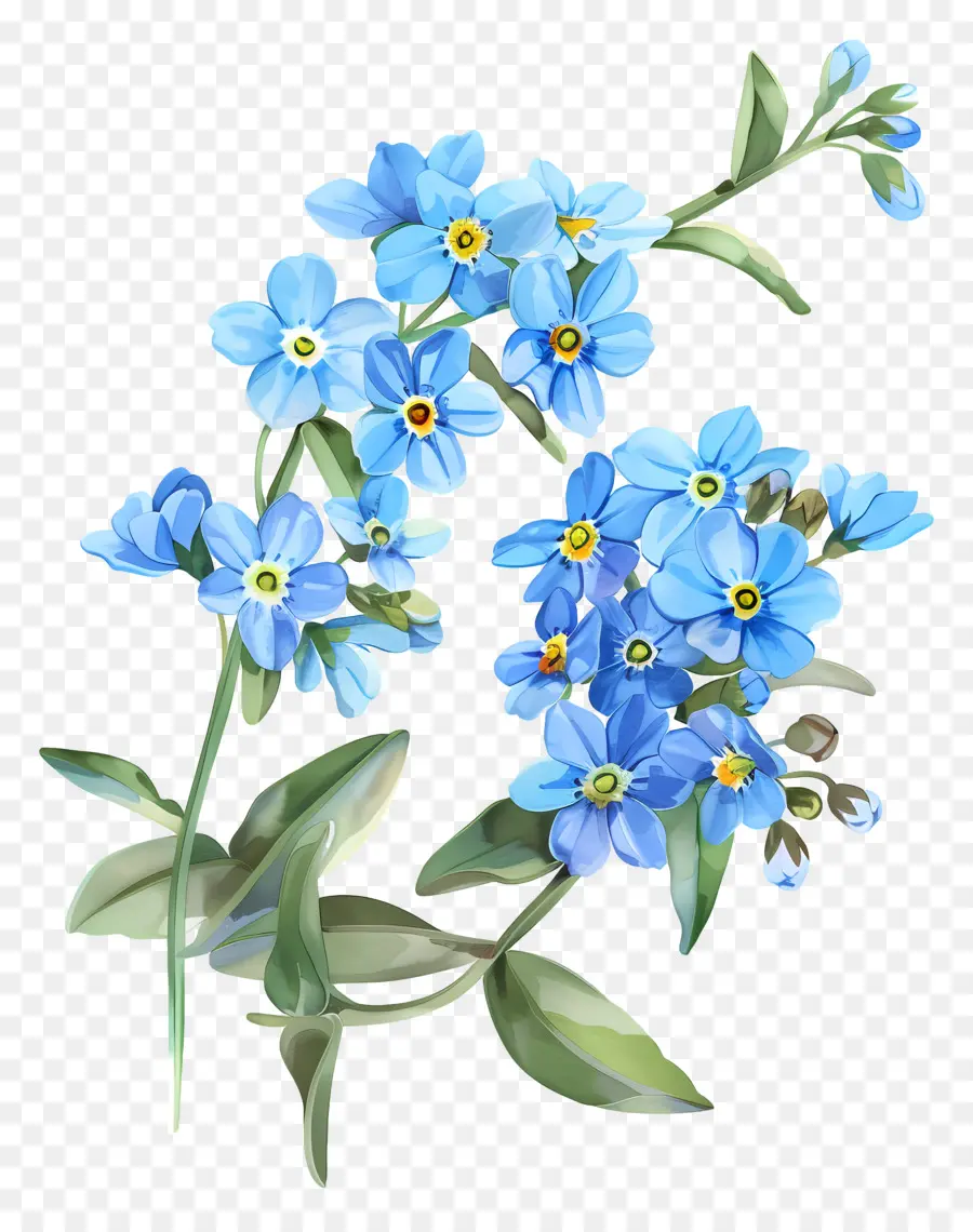 Flores De Color Azul，No Me Olvides De Las Flores PNG