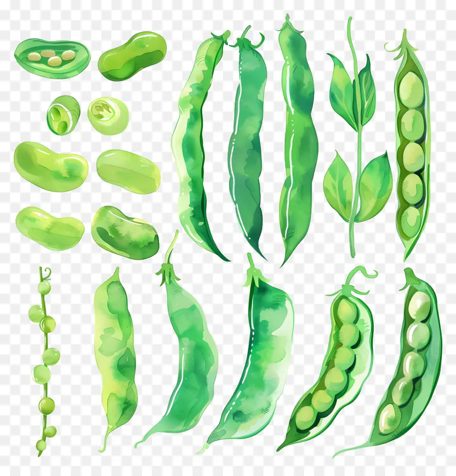 Judías Verdes，Guisantes Verdes PNG